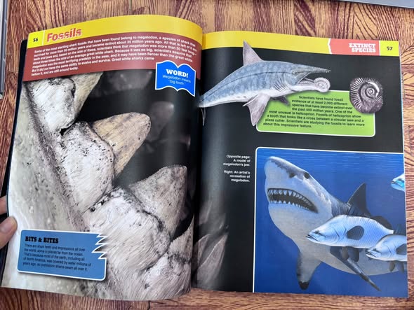 SHARKOPEDIA: THE COMPLETE GUIDE TO EVERYTHING SHARK — ảnh 4