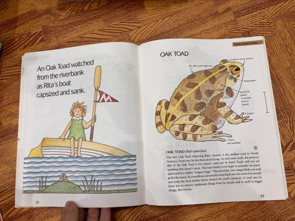 FROGS, TOADS, LIZARDS, AND SALAMANDERS  — ảnh 2