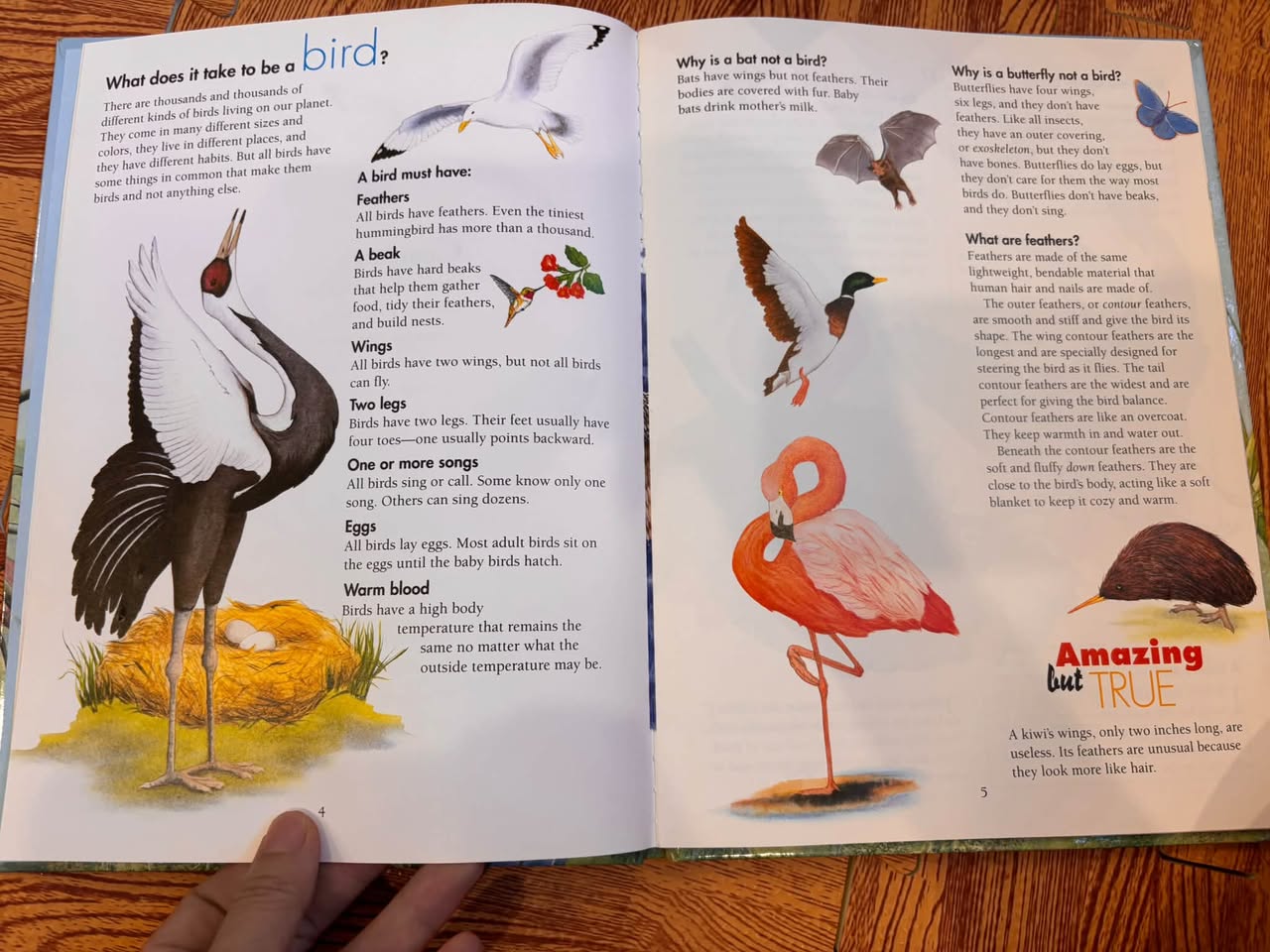 I WONDER HOW PARROTS CAN TALK AND OTHER NEAT FACTS ABOUT BIRDS — ảnh 4