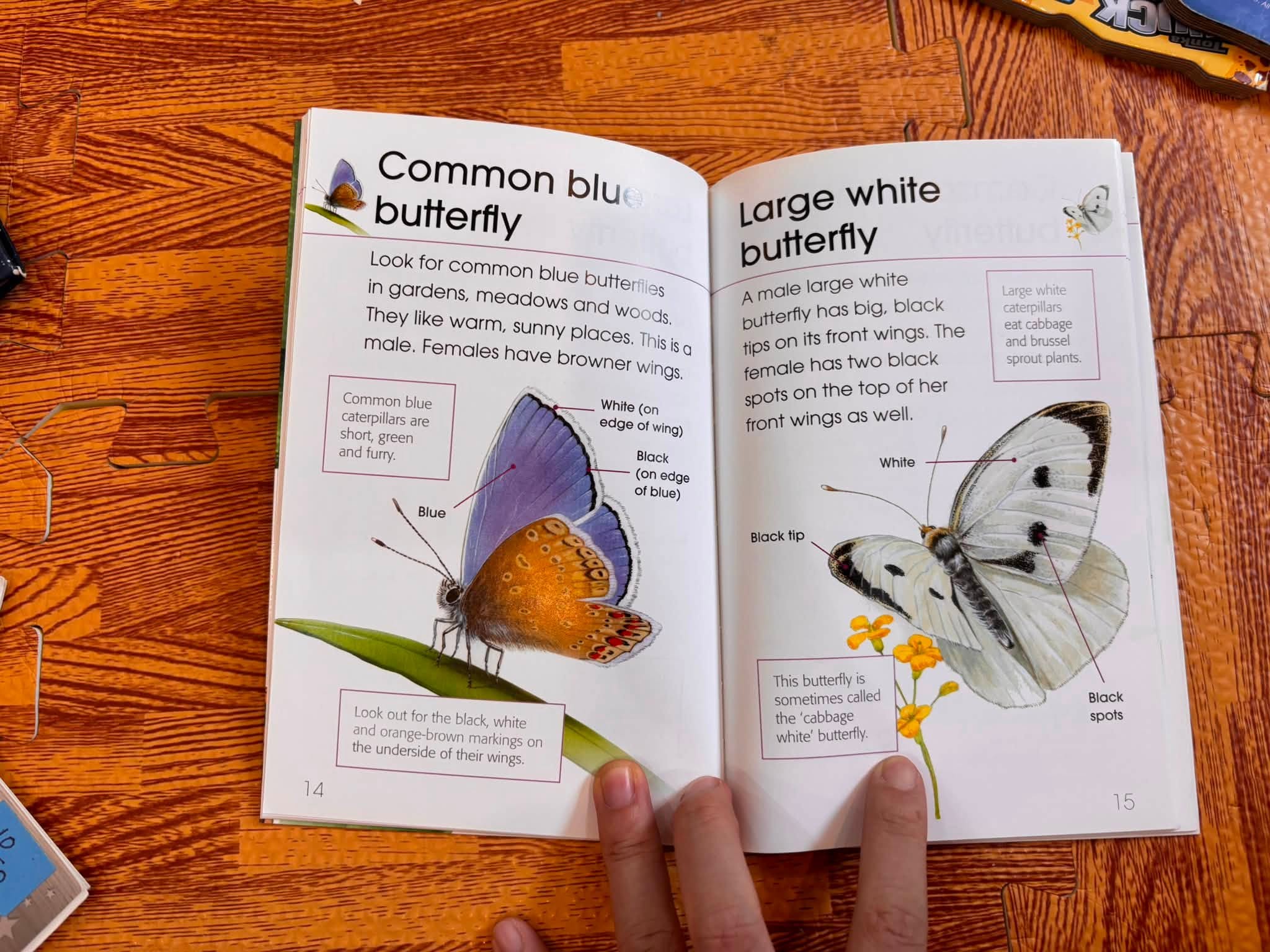 RSPB FIRST BOOK OF MINIBEASTS image 3