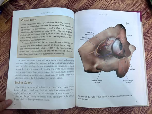 THE EYE: LEARNING HOW WE SEE — ảnh 2