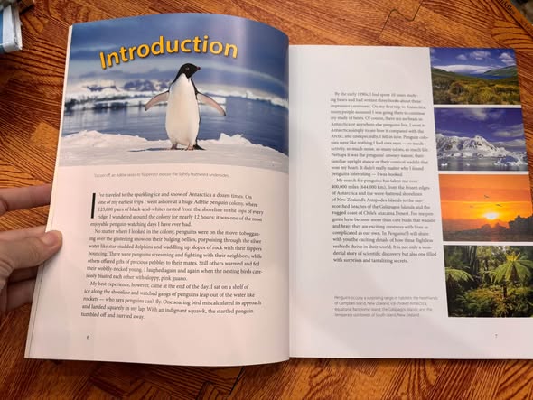 THE WORLD'S COOLEST BIRDS: PENGUINS! — ảnh 4
