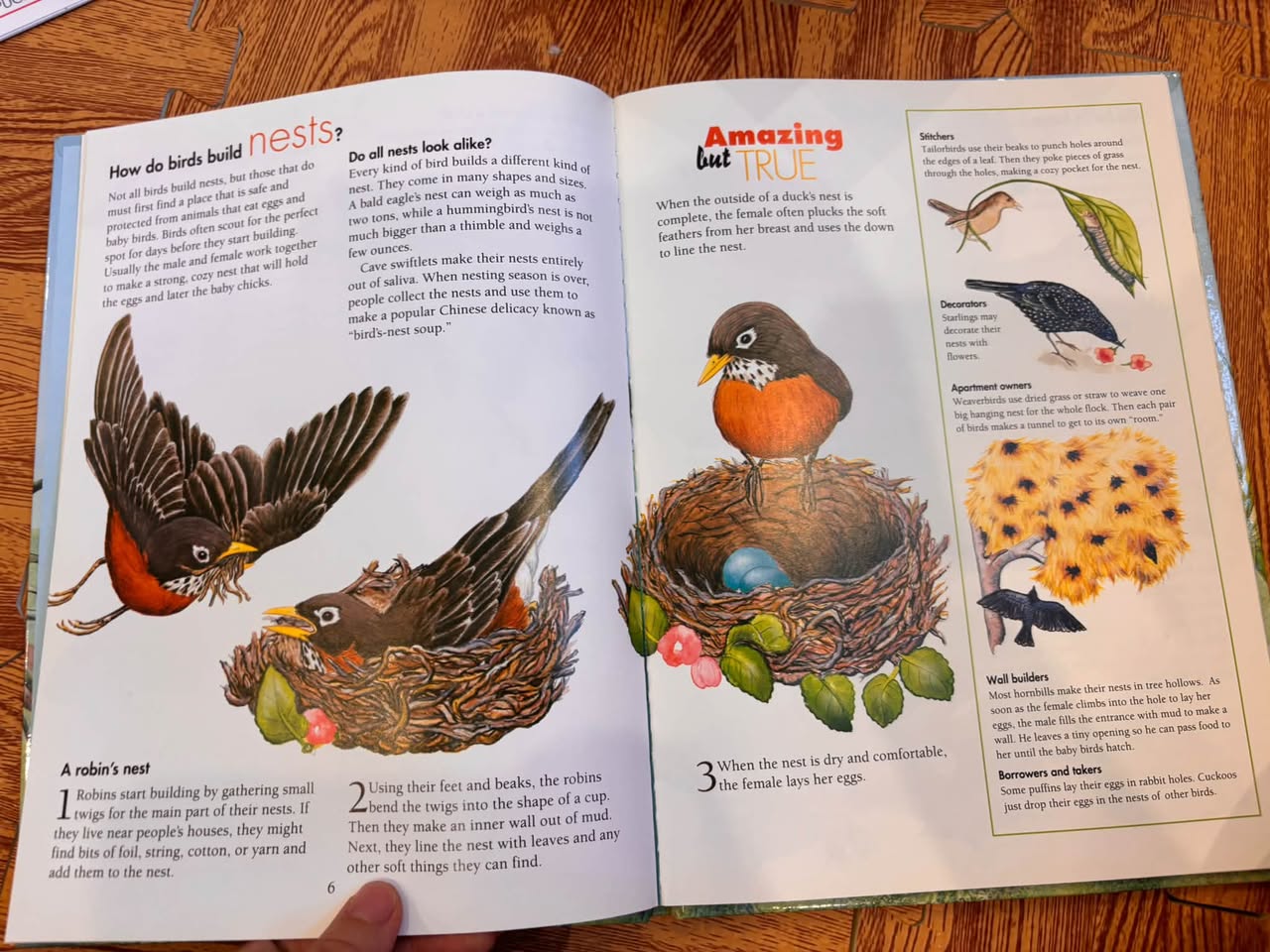 I WONDER HOW PARROTS CAN TALK AND OTHER NEAT FACTS ABOUT BIRDS — ảnh 5