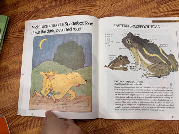FROGS, TOADS, LIZARDS, AND SALAMANDERS  — ảnh 5