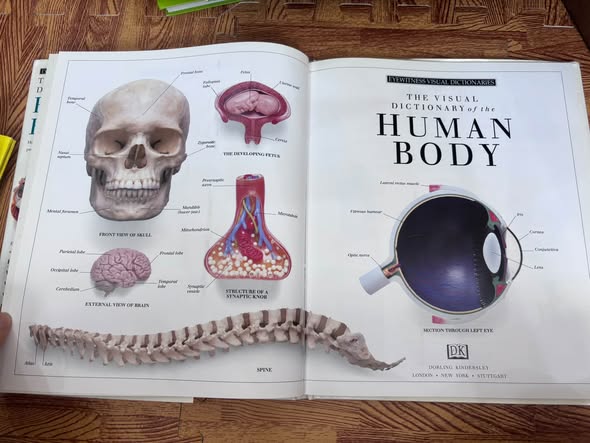 THE VISUAL DICTIONARY OF THE HUMAN BODY — ảnh 2