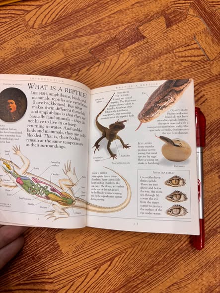 DK POCKETS: REPTILES — ảnh 3