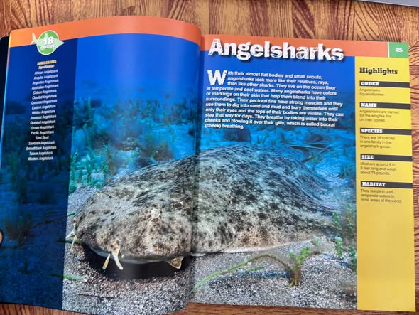 SHARKOPEDIA: THE COMPLETE GUIDE TO EVERYTHING SHARK — ảnh 5