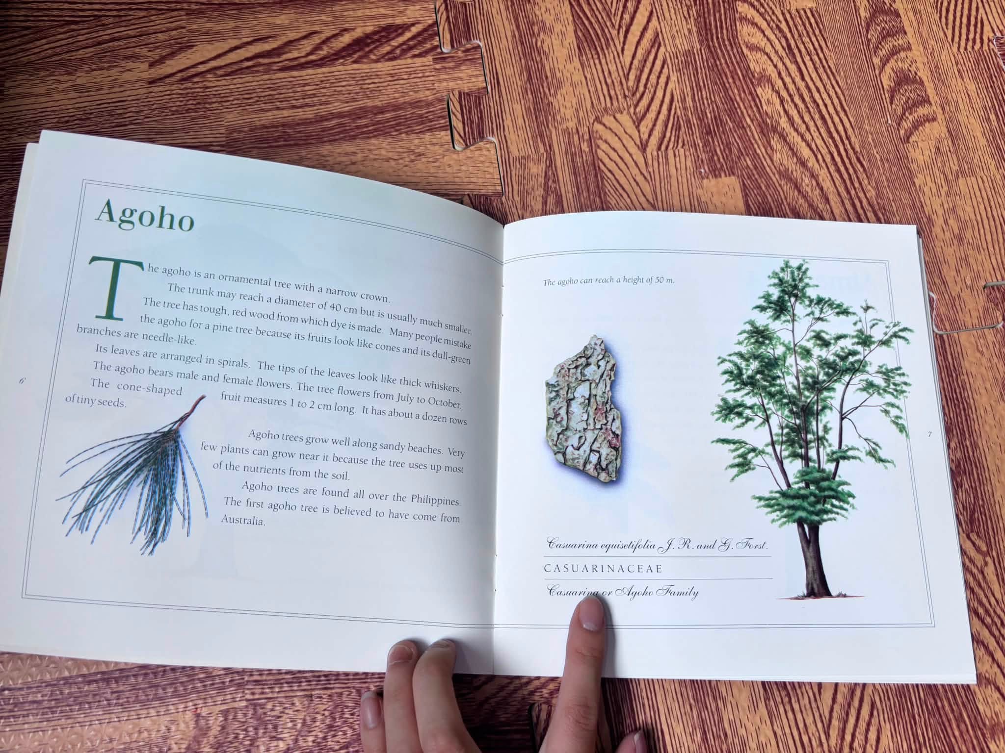 A First Look at Philippine Tree image 2