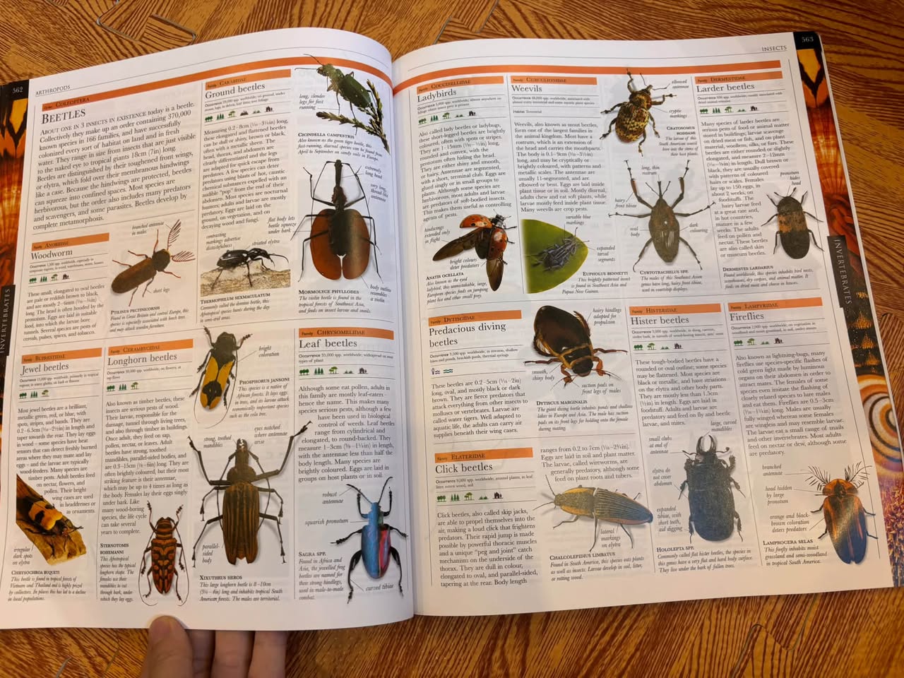 INVERTEBRATES (ANIMAL | THE DEFINITIVE VISUAL GUIDE) — ảnh 5