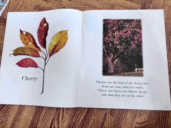 AUTUMN LEAVES — ảnh 4