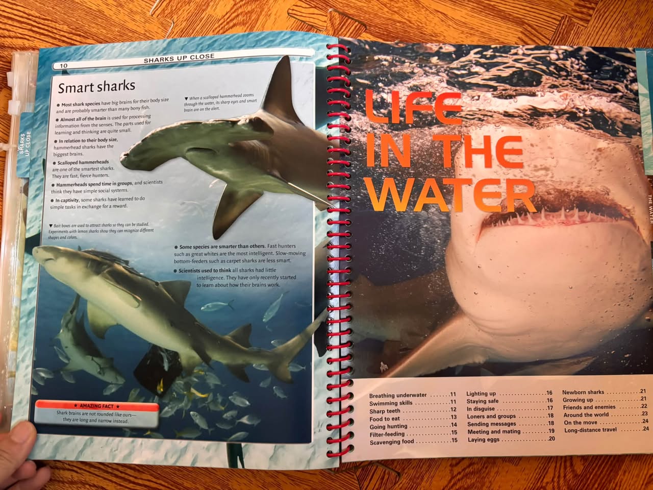 SHARKS: THE ULTIMATE GUIDE TO THE WORLD OF SHARKS — ảnh 5