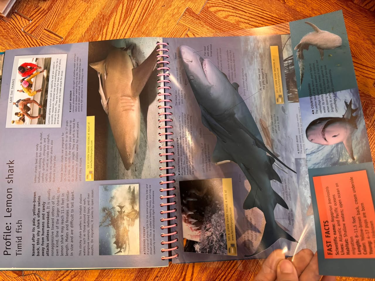 OCEANS: THE ULTIMATE GUIDE TO MARINE LIFE — ảnh 5
