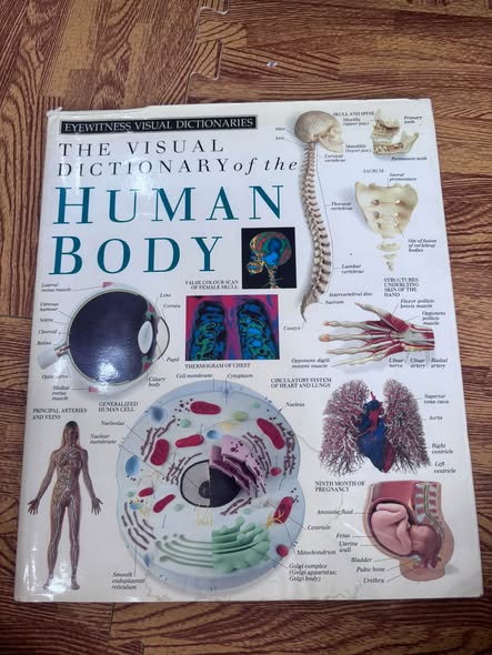 THE VISUAL DICTIONARY OF THE HUMAN BODY — ảnh 1