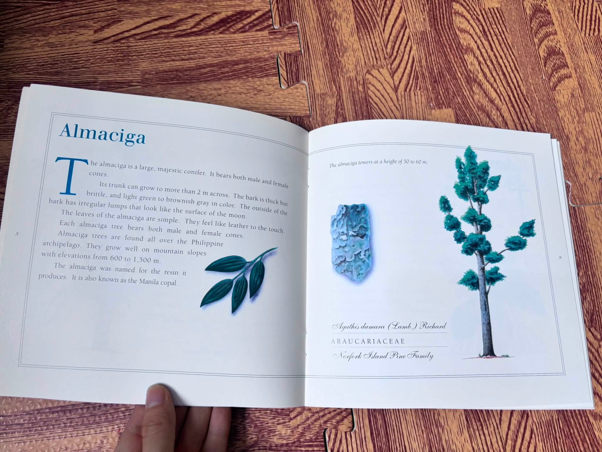 A First Look at Philippine Tree image 3