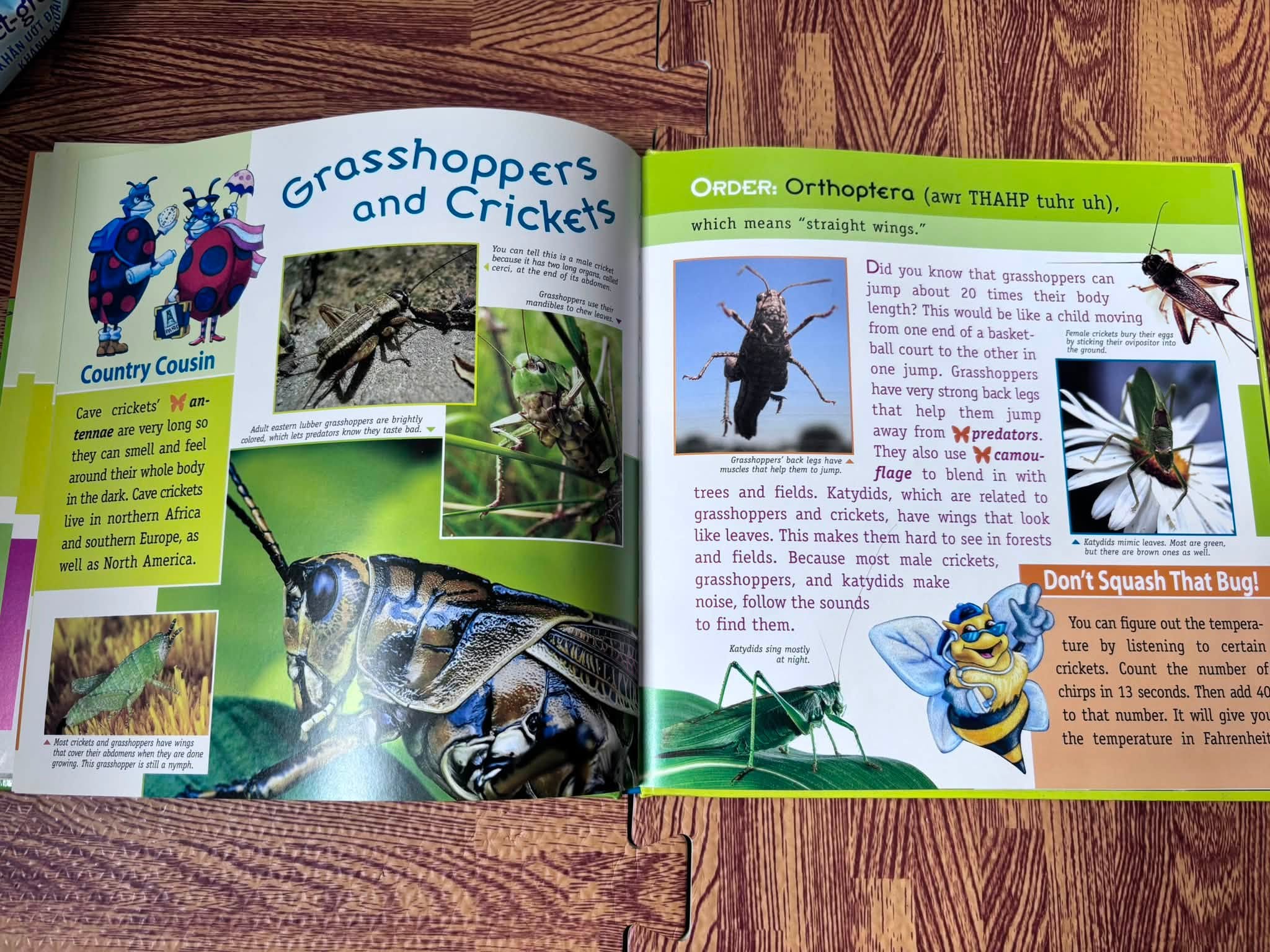 Don't Squash That Bug! The Curious Kid's Guide to Isnects image 3