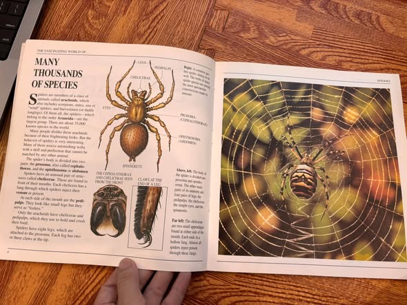 THE FASCINATING WORLD OF... SPIDERS image 2