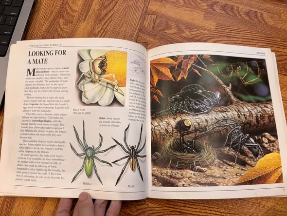 THE FASCINATING WORLD OF... SPIDERS image 5