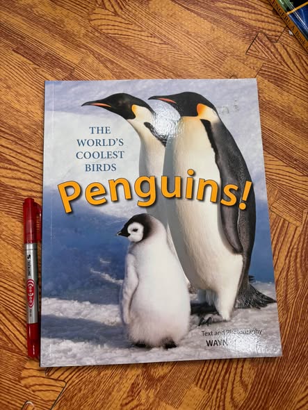 THE WORLD'S COOLEST BIRDS: PENGUINS!