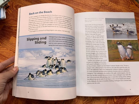 THE WORLD'S COOLEST BIRDS: PENGUINS! — ảnh 3