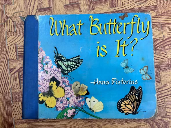 WHAT BUTTERFLY IS IT?