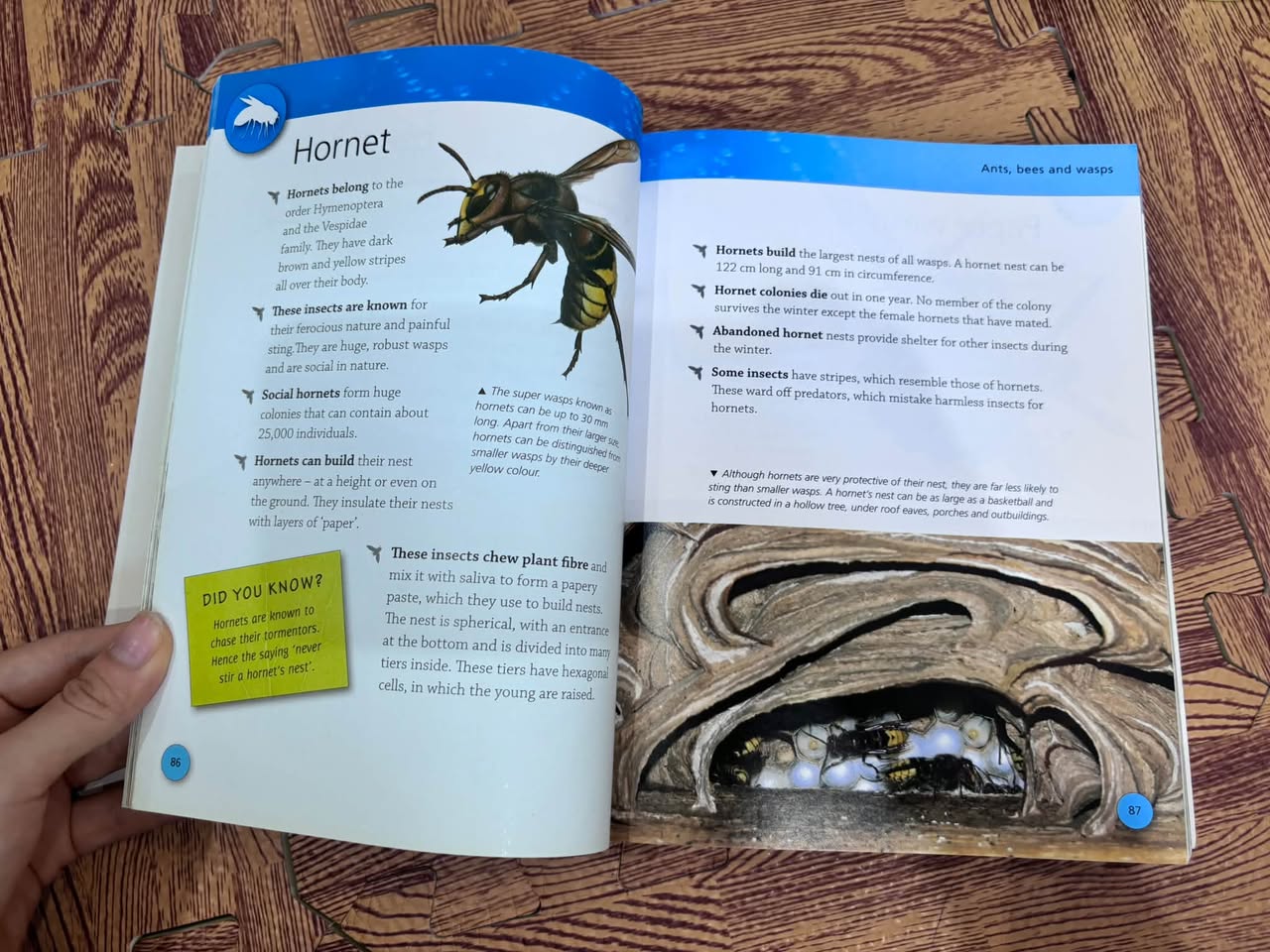 BUGS: DISCOVER AN AMAZING WORLD — ảnh 4