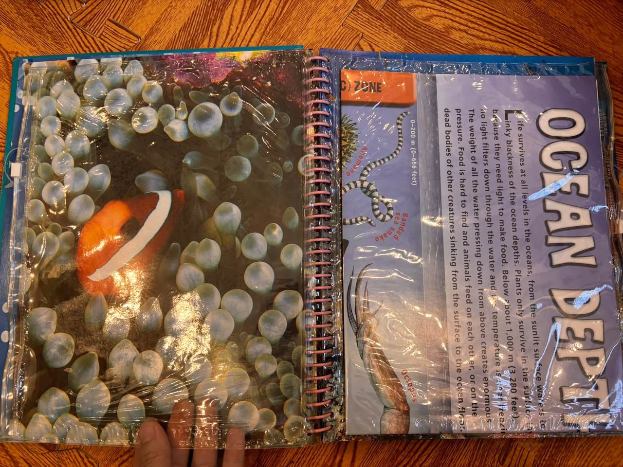 OCEANS: THE ULTIMATE GUIDE TO MARINE LIFE — ảnh 3
