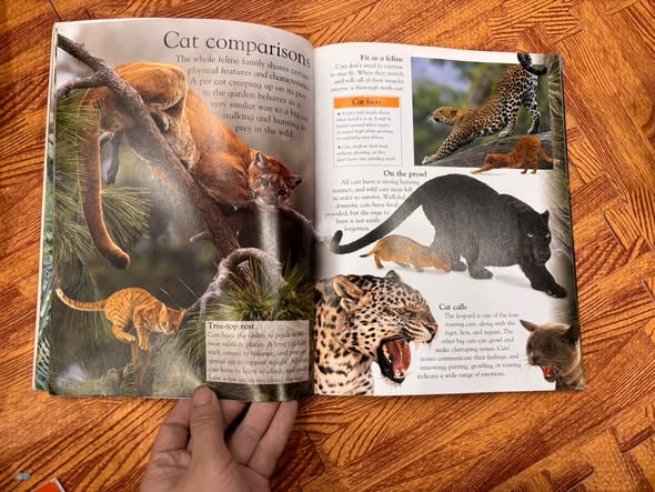 DK EYEWONDER: BIG CATS — ENTER A WORLD OF DISCOVERY   — ảnh 5