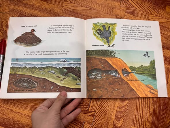 WHO LIVES HERE? — ANIMALS OF THE POND, FOREST, PRAIRIE, DESERT, MOUNTAINS, MEADOW, AND SWAMP   — ảnh 5