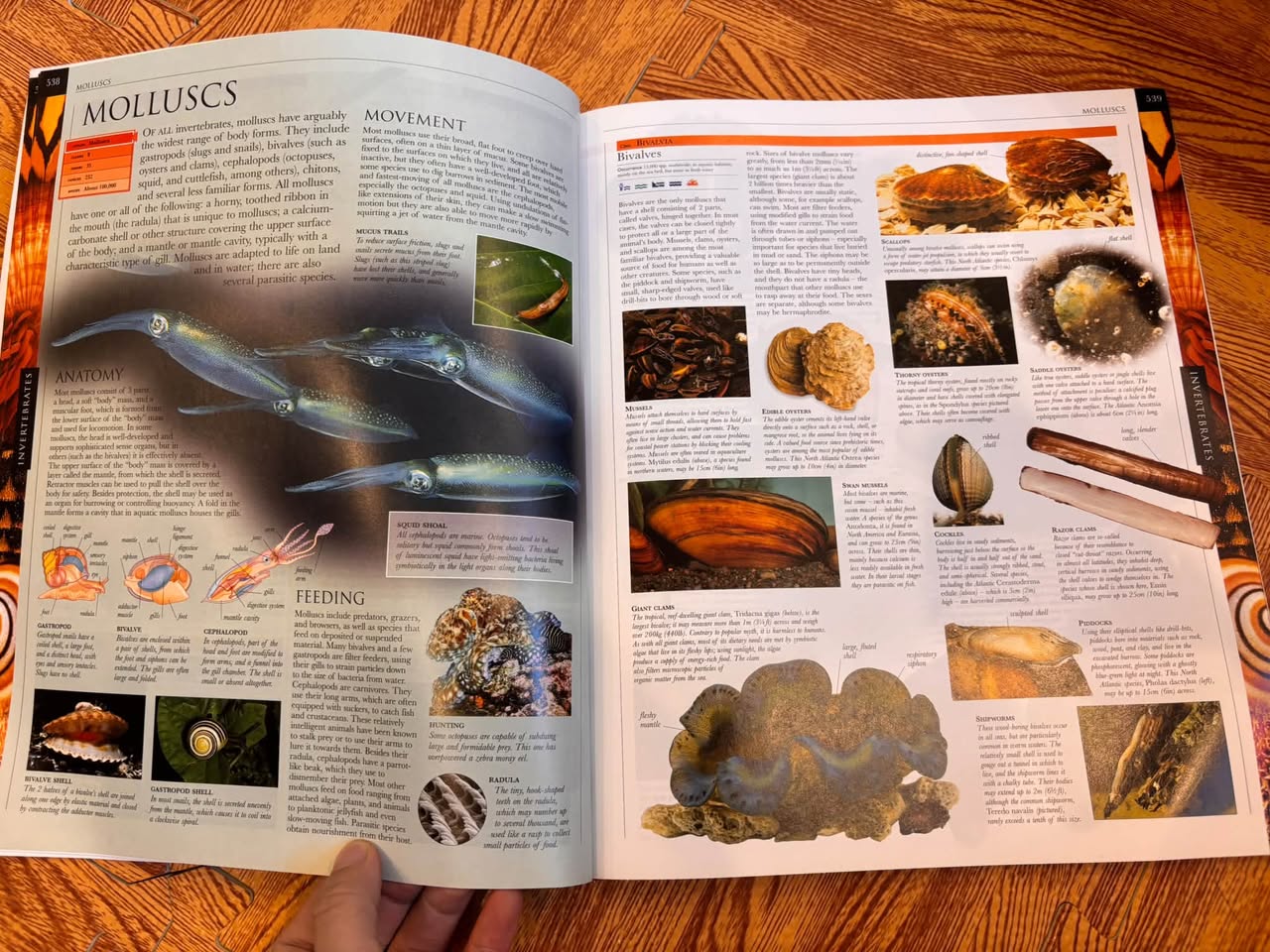 INVERTEBRATES (ANIMAL | THE DEFINITIVE VISUAL GUIDE) — ảnh 3
