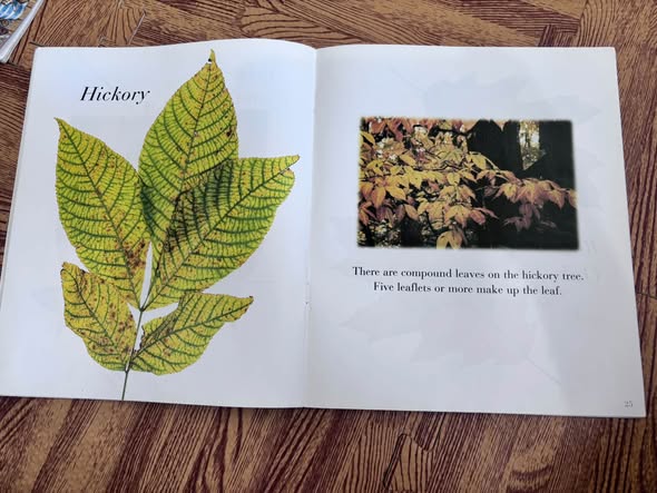 AUTUMN LEAVES — ảnh 3