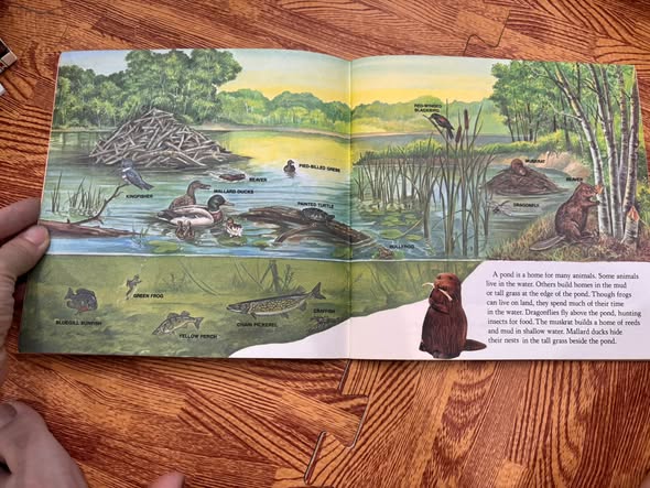 WHO LIVES HERE? — ANIMALS OF THE POND, FOREST, PRAIRIE, DESERT, MOUNTAINS, MEADOW, AND SWAMP   — ảnh 4