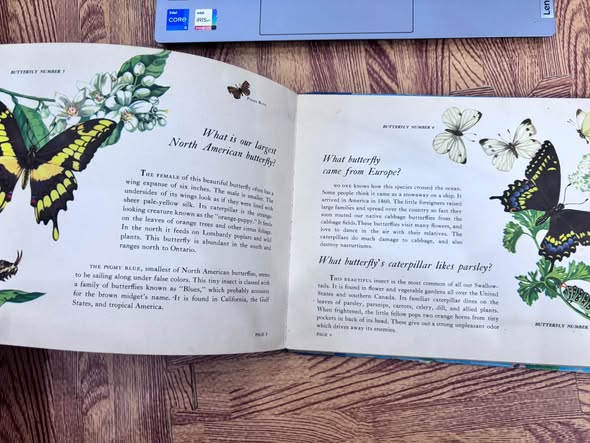 WHAT BUTTERFLY IS IT? — ảnh 2