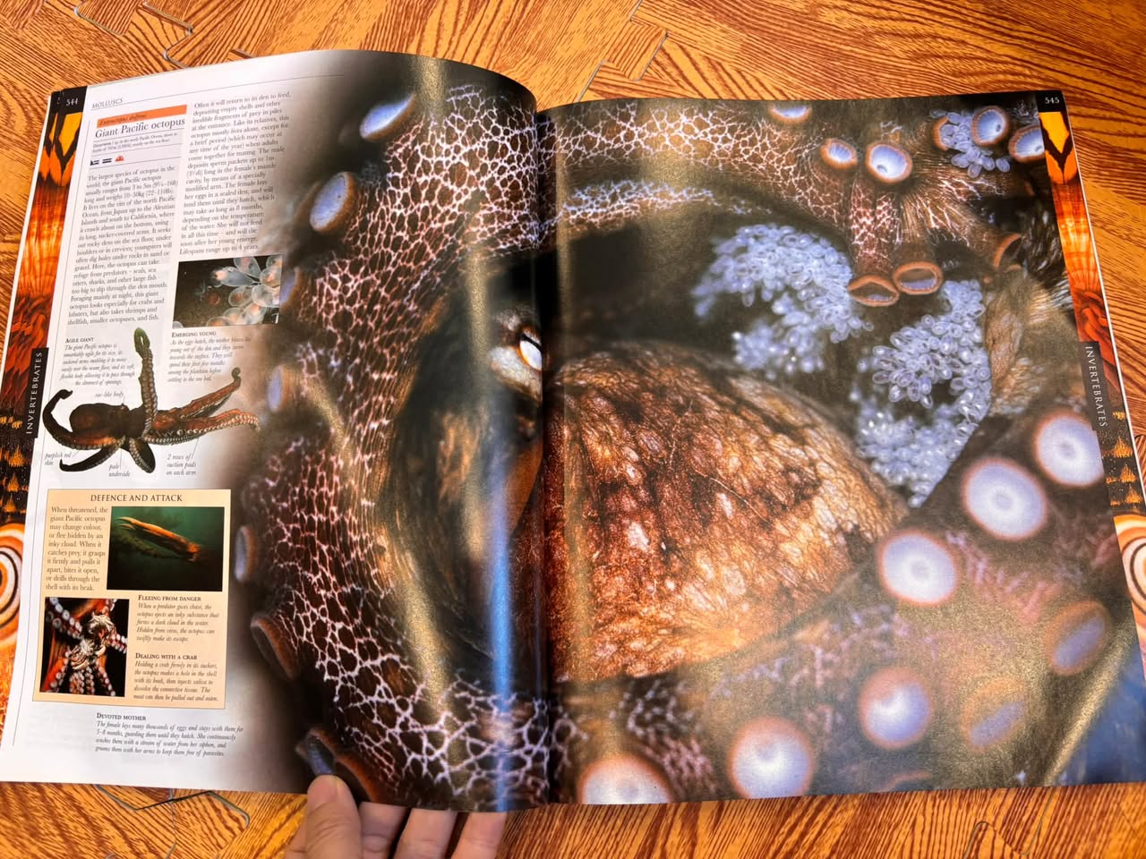 INVERTEBRATES (ANIMAL | THE DEFINITIVE VISUAL GUIDE) — ảnh 4