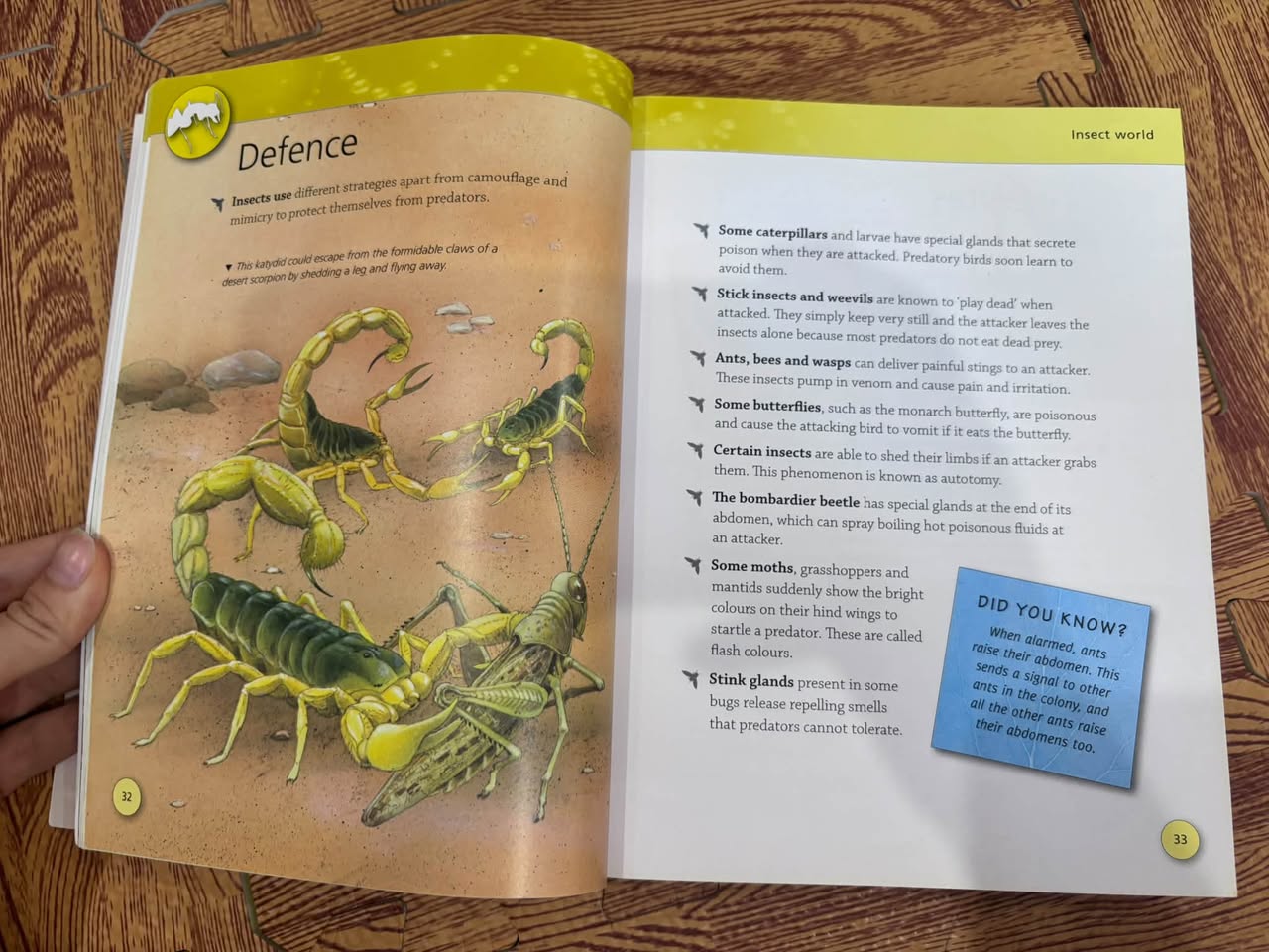BUGS: DISCOVER AN AMAZING WORLD — ảnh 2