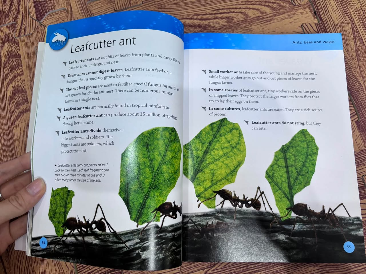BUGS: DISCOVER AN AMAZING WORLD — ảnh 3