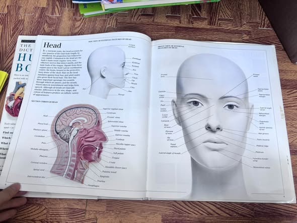 THE VISUAL DICTIONARY OF THE HUMAN BODY — ảnh 4