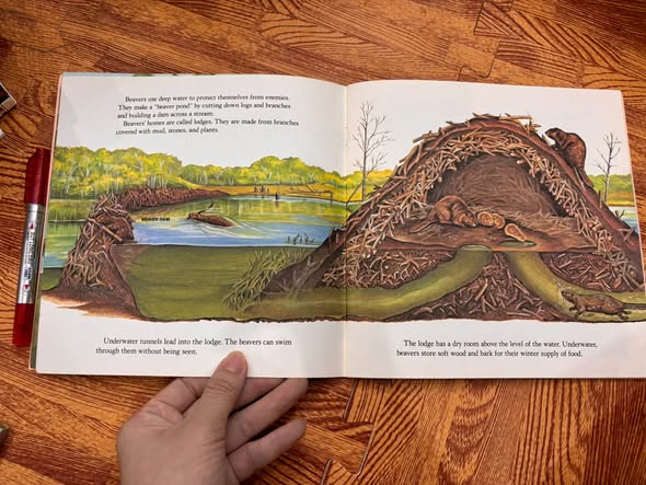 WHO LIVES HERE? — ANIMALS OF THE POND, FOREST, PRAIRIE, DESERT, MOUNTAINS, MEADOW, AND SWAMP   — ảnh 6