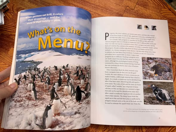 THE WORLD'S COOLEST BIRDS: PENGUINS! — ảnh 2