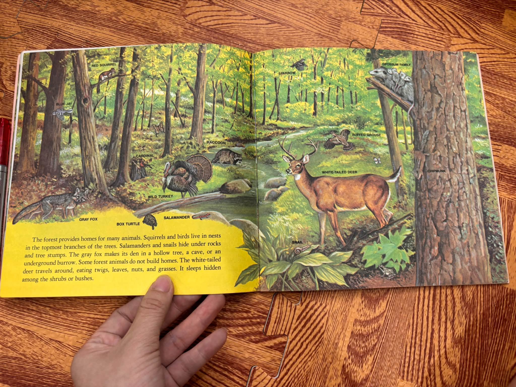 WHO LIVES HERE? — ANIMALS OF THE POND, FOREST, PRAIRIE, DESERT, MOUNTAINS, MEADOW, AND SWAMP   — ảnh 2