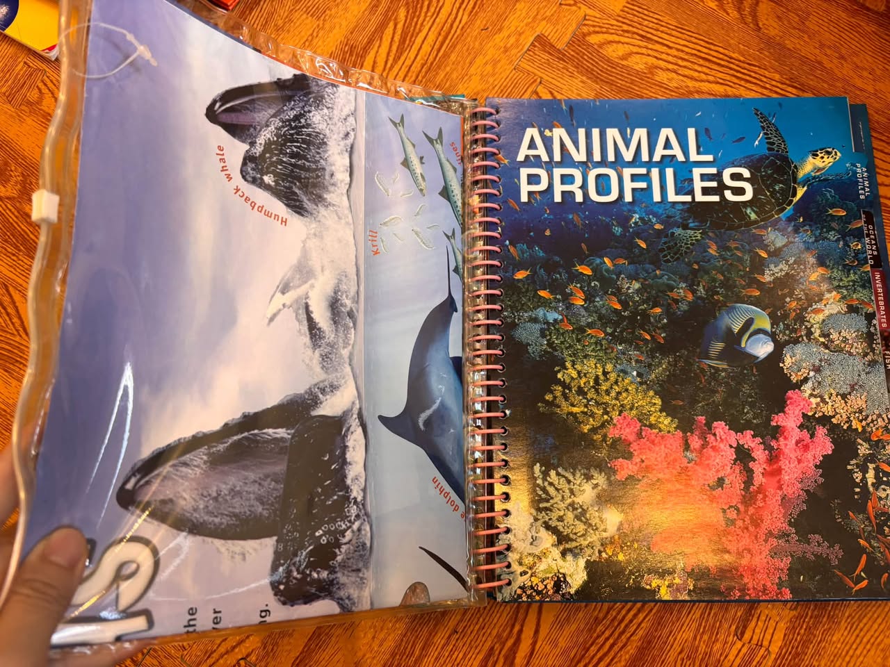 OCEANS: THE ULTIMATE GUIDE TO MARINE LIFE — ảnh 4