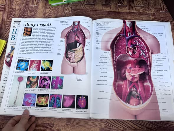 THE VISUAL DICTIONARY OF THE HUMAN BODY — ảnh 3