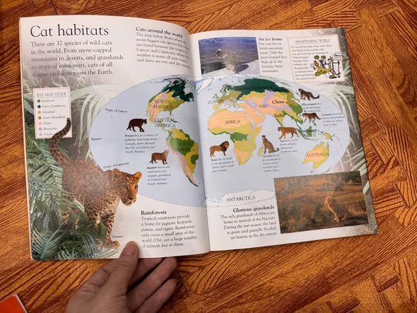 DK EYEWONDER: BIG CATS — ENTER A WORLD OF DISCOVERY   — ảnh 2