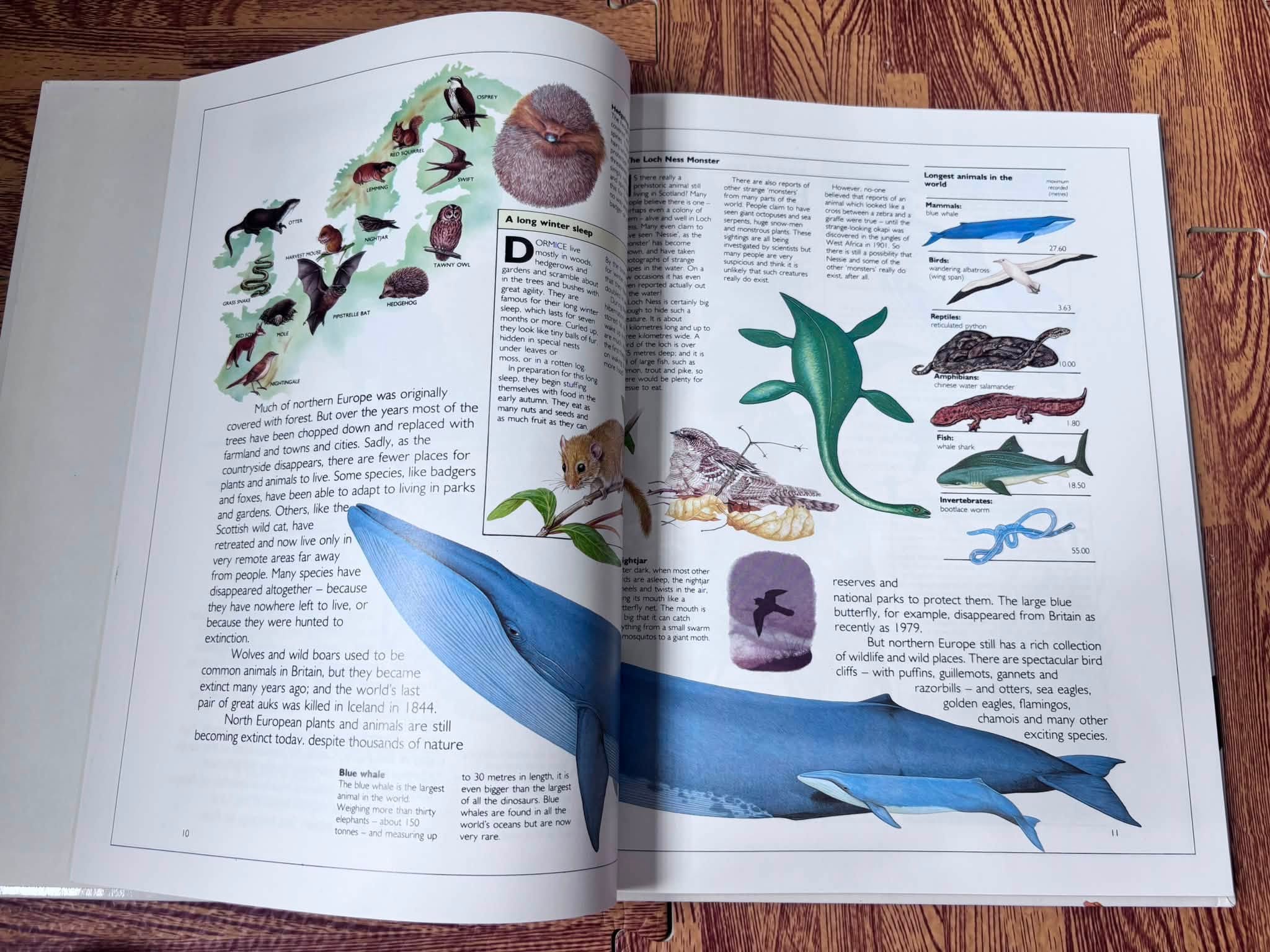 The Illustrated World of Wild Animals image 2