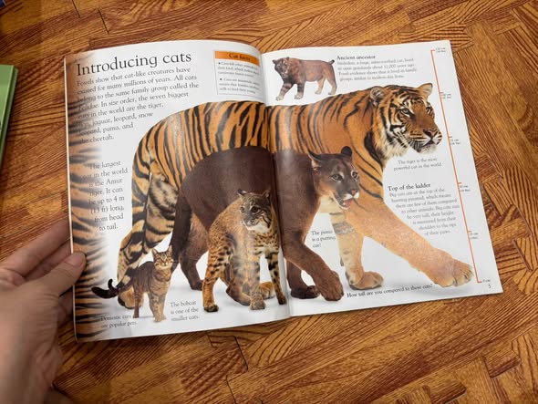 DK EYEWONDER: BIG CATS — ENTER A WORLD OF DISCOVERY   — ảnh 3