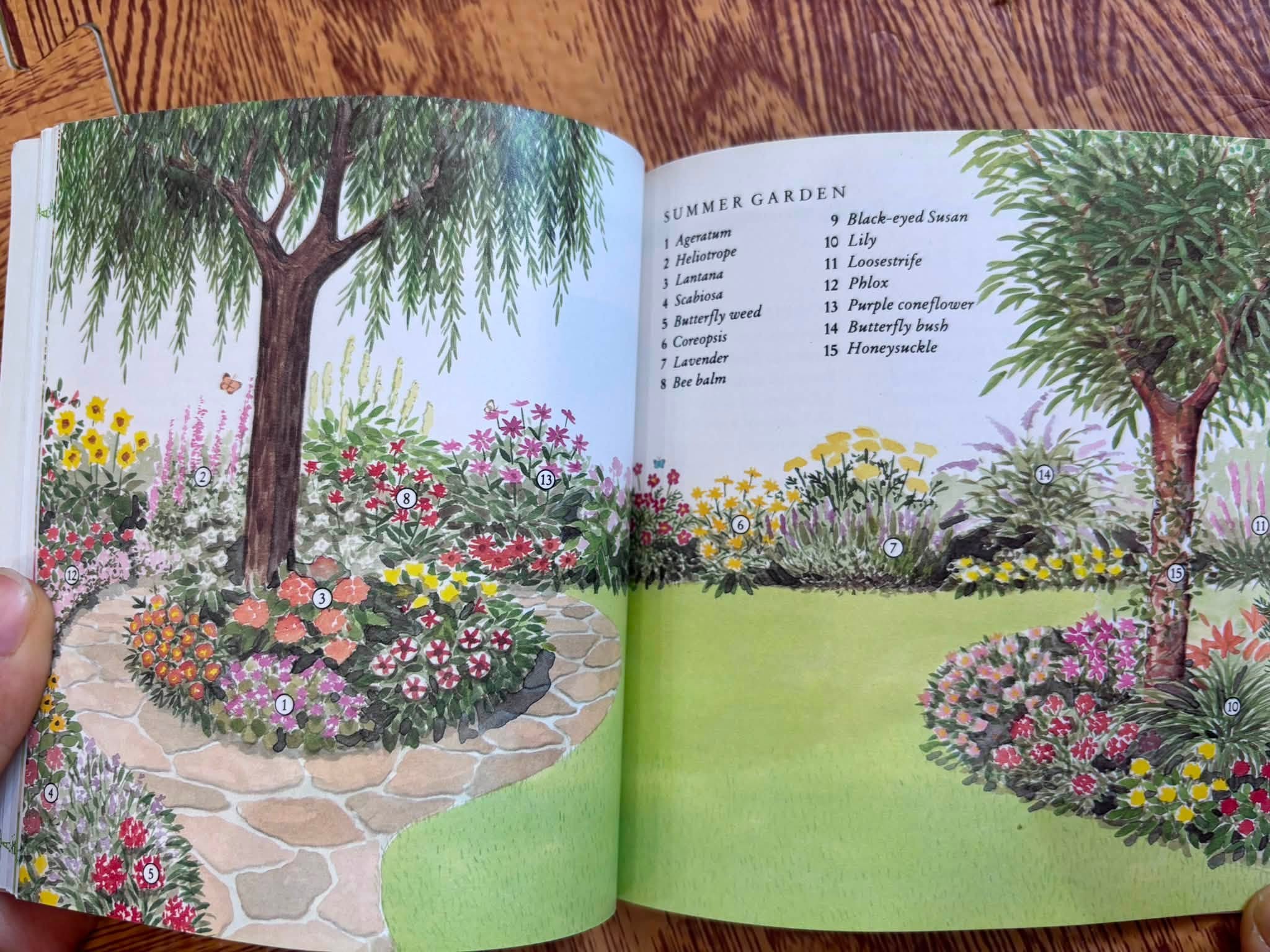 CREATING A BUTTERFLY GARDEN  image 4