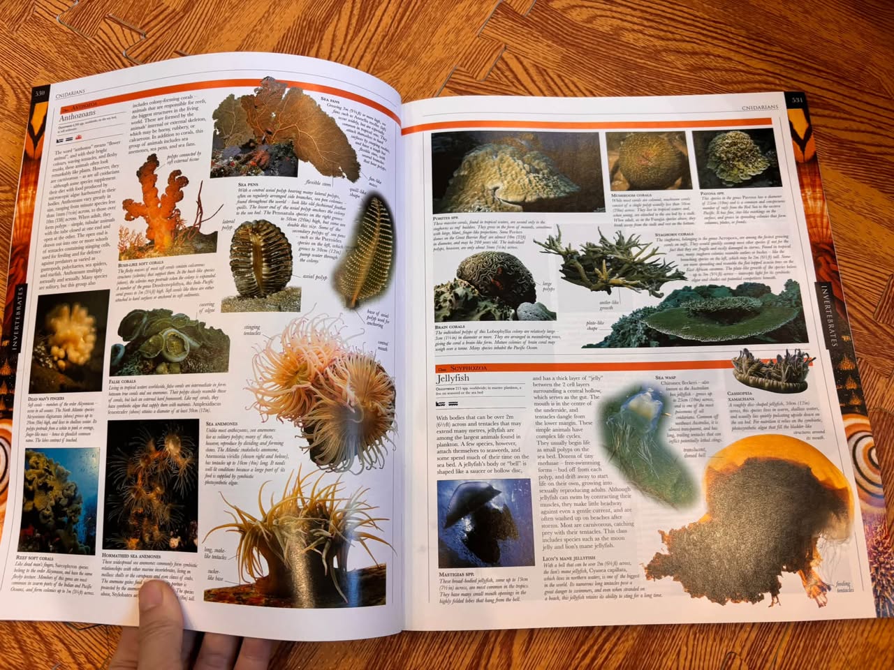 INVERTEBRATES (ANIMAL | THE DEFINITIVE VISUAL GUIDE) — ảnh 2