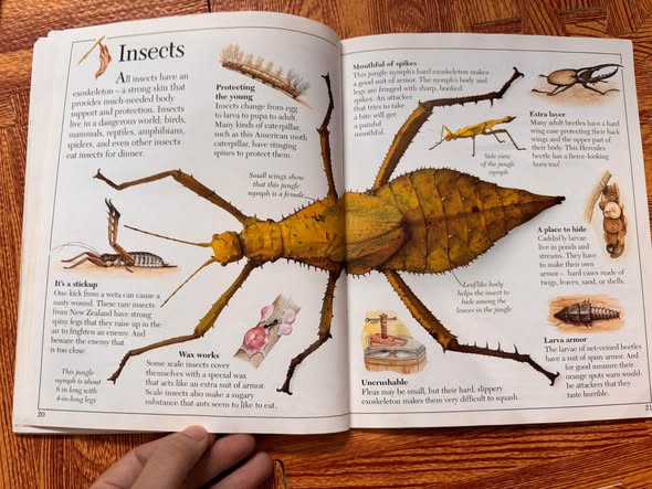 AMAZING ARMORED ANIMALS - EYEWITNESS JUNIORS 20 — ảnh 5