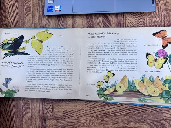 WHAT BUTTERFLY IS IT? — ảnh 5