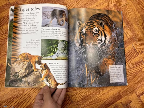 DK EYEWONDER: BIG CATS — ENTER A WORLD OF DISCOVERY   — ảnh 4