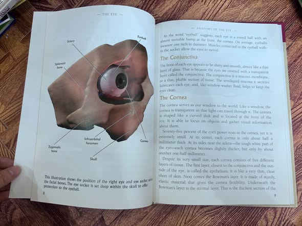 THE EYE: LEARNING HOW WE SEE — ảnh 4